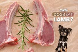 can dogs eat lamb is lamb good or bad