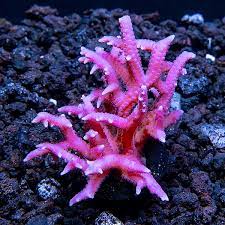 Maybe you would like to learn more about one of these? Ora Aquacultured Pink Birdsnest Coral Saltwater Aquarium Corals For Marine Reef Aquariums