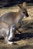 Which of the following is a marsupial mammal?