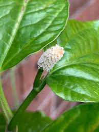 betel leaf plant growing guide the