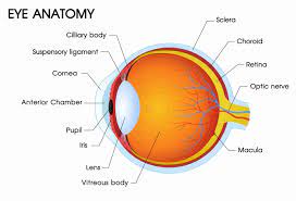 eye anatomy the main parts of the eye