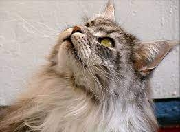Maine coon cats are moderately active. Where To Find Maine Coon Kittens For Sale Mainecoon Org