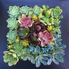 art of succulents living picture