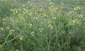 Southwest Colorado Wildflowers, Sisymbrium altissimum