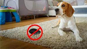 does carpet cleaning kill fleas solved