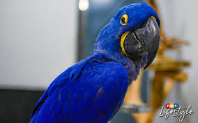 anne the hyacinth macaw
