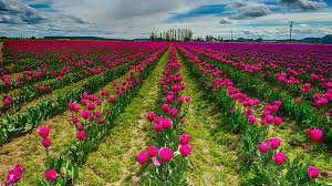 pink tulip flower field wallpaper hd