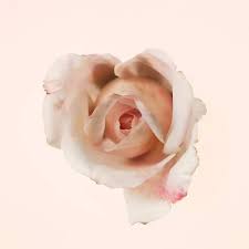 nước hoa burberry garden roses nerfume