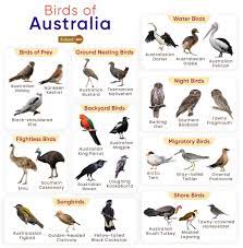 list of birds found in australia with