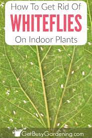 Get Rid Of Whiteflies On Indoor Plants
