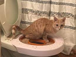 train your cat to use the toilet just