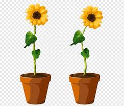 common sunflower flowerpot ilration
