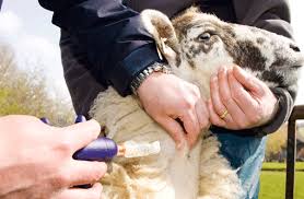 Vaccination Schedule In Sheep And Goat Sheep Farm