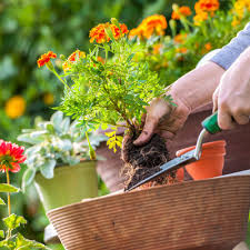 Damit es im frühling im garten wieder richtig grünt und blüht, sollten hobbygärtner jetzt an die richtige ernährung ihrer gartenpflanzen, die düngung, denken: Boden In Haus Und Garten