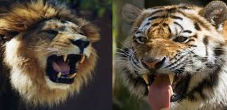 African Lion Vs Siberian Tiger Fight Comparison