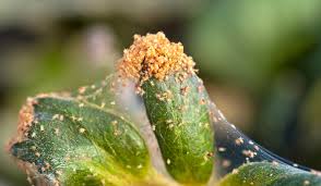 Maybe you would like to learn more about one of these? Spider Mite Garden Pests Diseases Gardening Tips Thompson Morgan