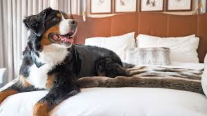 Bernese mountain dog puppies southern california. Road Beasts The Industry Has Become More Welcoming For Pets Travel Weekly