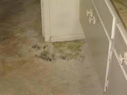 how to clean mould totally eradicate