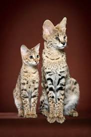 The savannah cat is one of the most exciting new breeds to emerge in recent years. Savannah Cats Image 2465656 On Favim Com