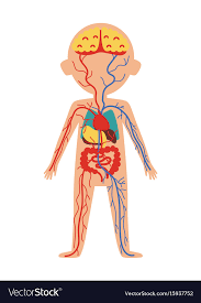 Boy Body Anatomy With Internal Organs