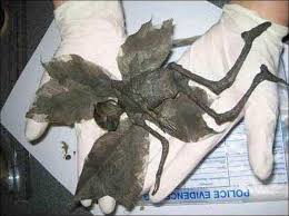 Here you go Nannee! - Experts Confirm the Mummified Remains of Faeries  Images?q=tbn:ANd9GcTKu_8s1blb_Qjt9SY7HPoYz43hJjQ1MdwSIMoBqTL7DS9ejPjS