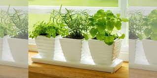 container gardening how to start a