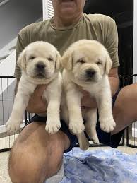 At humehill we strive to consistently produce beautiful labrador retrievers with classic english style, sweet loving temperaments, good health and outstanding. Nj Dog Gives Birth To 13 Healthy Puppies