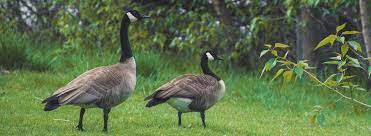 Take control and get rid of canadian geese for good with these tips from avian migrate. How To Get Rid Of Canada Geese