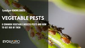 8 vegetable pests and how to get rid of