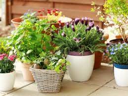 Fragrant Container Plants To Grow On