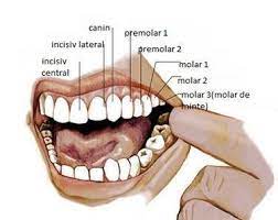 Centrul Stomatologic "Vl.Buta" - Tot ceea ce vroiai să ştii despre dinţi şi nimeni nu ţi-a explicat. "Mă doare măseaua!" "Care?" "Cum care? Una dintre ele, mai din spate, prima după aia