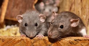 Why Your Home Is Attracting Rats