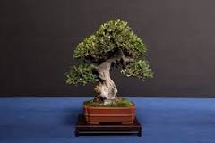 bonsai-nedir-nasıl-yapılır