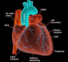 The arteries of the upper extremity. Figure Coronary Arteries Image Courtesy S Bhimji Md Statpearls Ncbi Bookshelf