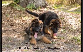 Studio portrait beautiful german shepherd dogs. Ruskin House Of Shepherds Akc Registered German Shepherd Breeders In Florida