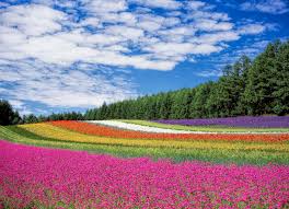 beautiful scenery pictures flowers