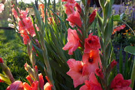 gladiolus pests