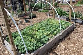 Cover Crops For Home Gardens