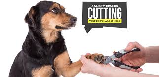 6 tips for cutting dogs nails at home