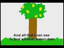 lemon tree fools garden subulado