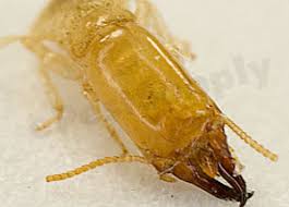 subterranean termites and