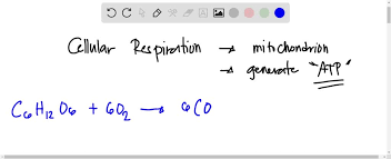 Glucose Oxygen Carbon Dioxide