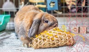 materials are safe for rabbits to chew