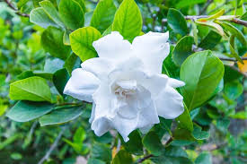 Since 1950 we have been providing a wide range of perennials, annuals, bulbs, shrubs, vines, amaryllis, gardening tools & supplies, and gifts for gardeners. 12 Types Of White Flowers With Pictures And Growing Guide Trees Com