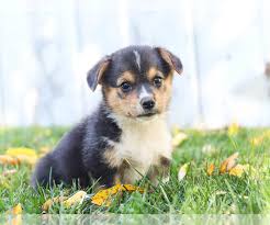 Order by click here to be notified when new pembroke welsh corgi puppies are listed. View Ad Listing Pembroke Welsh Corgi Puppy For Sale Adn 222949 Pennsylvania Millersburg Usa Puppyfinder Com