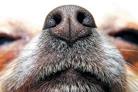 facts about your dog s sense of smell