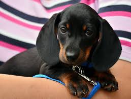 Dachshund puppies have long sausage shaped bodies, which has given rise to the nickname, sausage dog everything you want to know about dachshund including grooming, training. Dachshund Puppies Dachshund Puppy Facts And How To Get A Puppy