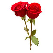 red rose flower png transpa images