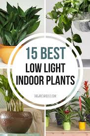15 Best Low Light Indoor Plants Low