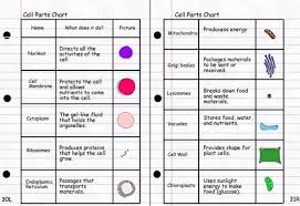 Plant Cell Organelles And Their Functions Quiz Teaching